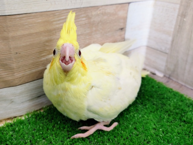 オカメインコ