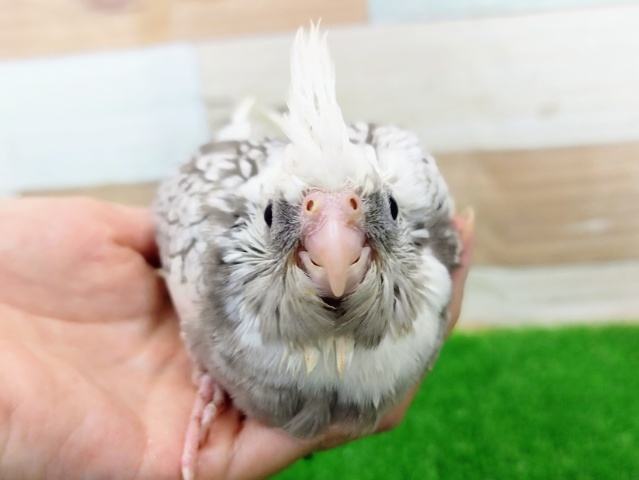 オカメインコ