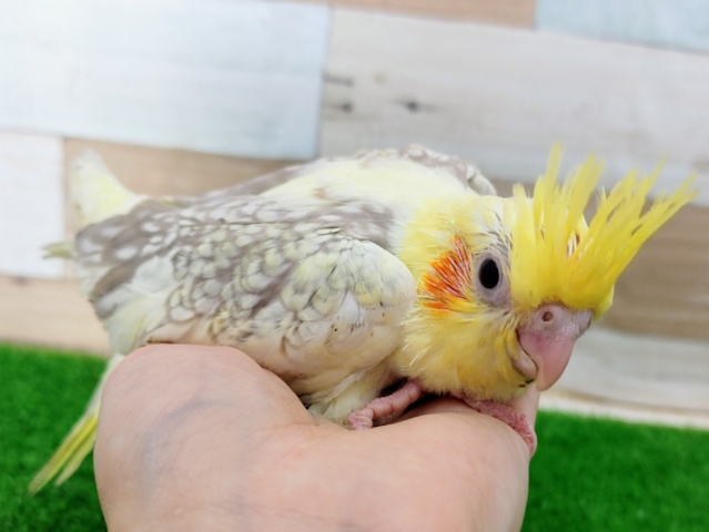 オカメインコ