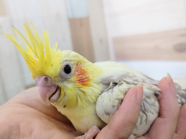 オカメインコ