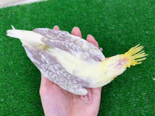 オカメインコ