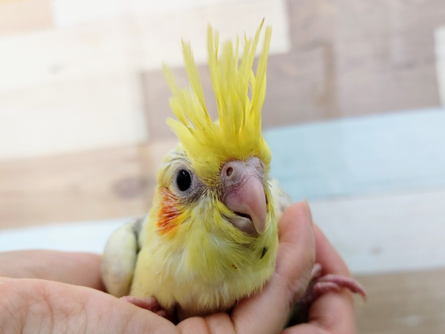 パール模様が綺麗✨オカメインコ(シナモンパールパイド)のヒナ入荷しました❤