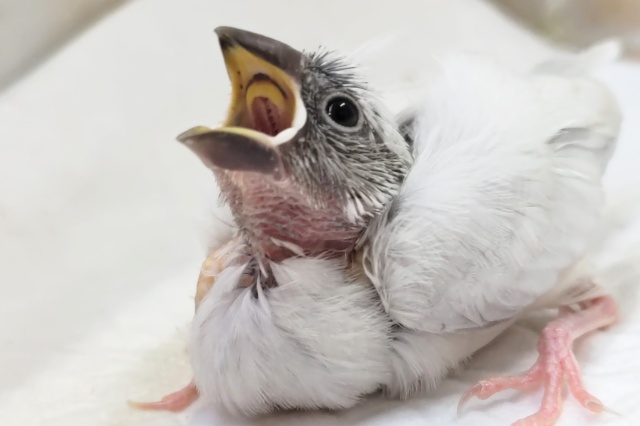 最新画像あり！　ギンギラギン～✨　シルバー文鳥