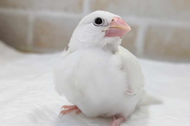 最新画像あり！　この白、たまらない～🤍　白文鳥