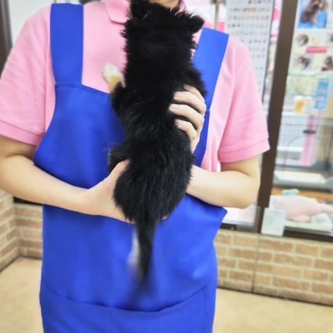 チワワ