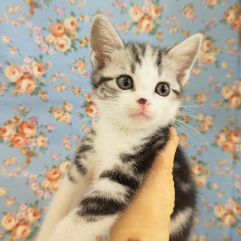 スコティッシュフォールド