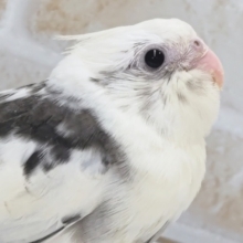 白黒、相性抜群～🐣　オカメインコ(ホワイトフェイスパイド)