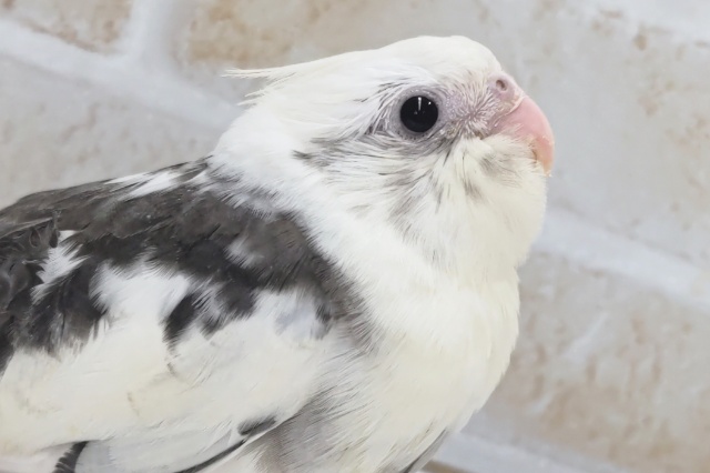 白黒、相性抜群～🐣　オカメインコ(ホワイトフェイスパイド)