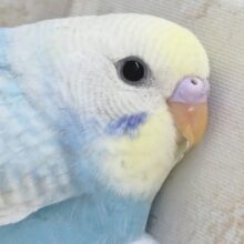 鮮やかパステル～🌈　セキセイインコ(パステルレインボー)