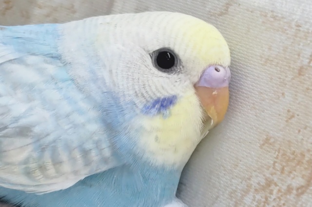 鮮やかパステル～🌈　セキセイインコ(パステルレインボー)