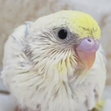 一味違うレインボ～💛　セキセイインコ(パステルレインボーパイド)
