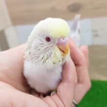 激レアカラー❤セキセイインコのヒナ(ファロー)入荷しました❤