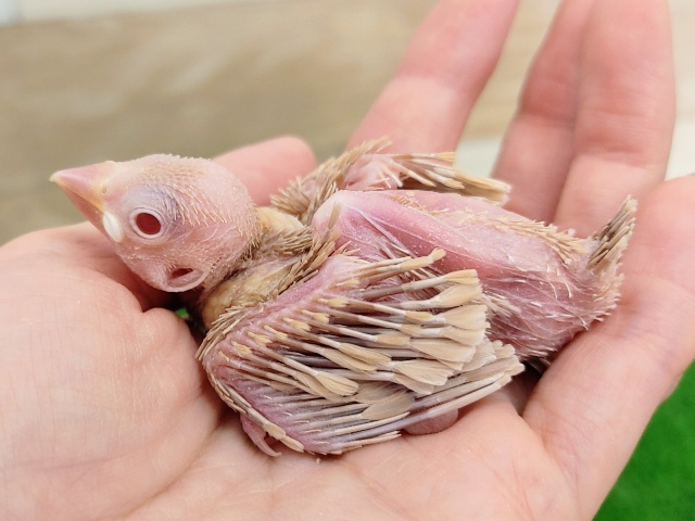 シナモン文鳥