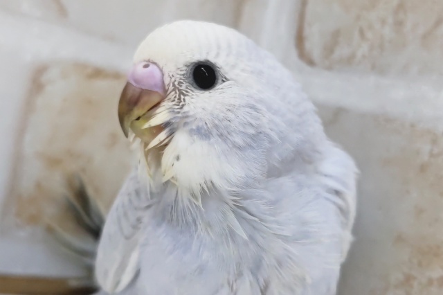 この美しさ、たまらない～✨　セキセイインコ(ブルースパングル)