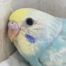 メロメロカラーさん～🌈　セキセイインコ(パステルレインボー)