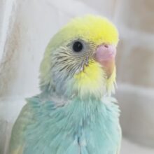 グリーン系のレインボー🍀　セキセイインコ(パステルレインボー)