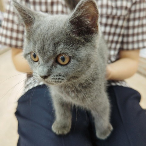 ブリティッシュショートヘア