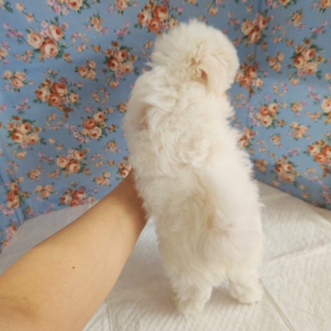 マルプー
