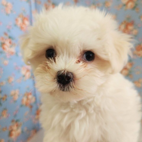 マルプー