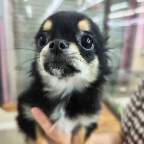 チワワ