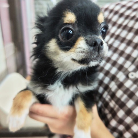 チワワ