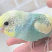 最新画像あり！ 鮮やか元気っ子～🐣　セキセイインコ(パステルレインボーパイド)