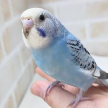 最新画像あり！ キレイなブルーが魅力的～🩵　セキセイインコ(オパーリン)