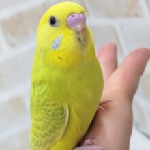 最新画像あり！ 鮮やか蛍光カラー🍀 セキセイインコ(スパングル)