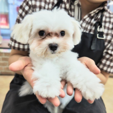 マルプー