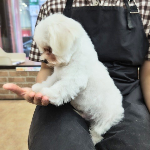 マルプー