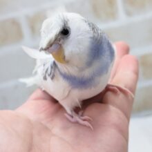 最新画像あり！ ちょっと変わって個性的～🎵　セキセイインコ(パイド)