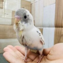 最新画像有り♪ごま塩カラーが可愛らしい！！セキセイインコのハルクイン！