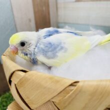 濃いブルーにクリームが可愛らしい！セキセイインコのレインボーパイド！