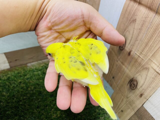 セキセイインコ