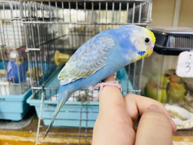 セキセイインコ