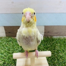 薄めのシナモンカラーにパール模様が綺麗なオカメインコ♪