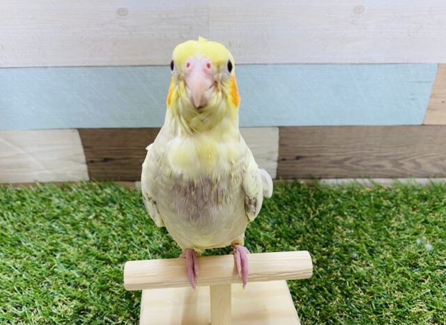 薄めのシナモンカラーにパール模様が綺麗なオカメインコ♪