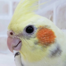 白多めの綺麗なパイドオカメインコ入荷です。