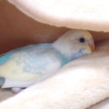 そんなに。。隠れなくても。。ねっ　セキセイインコ　パステルレインボーパイド〜〜