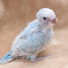 しっかりものに見えつつ、やはり。。。セキセイインコ　スパングル〜〜