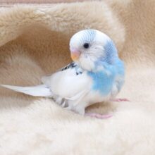 クスリ笑顔、口元が可愛らしいコ☆　セキセイインコ　パイド～～