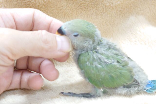 コザクラインコ（小桜インコ）