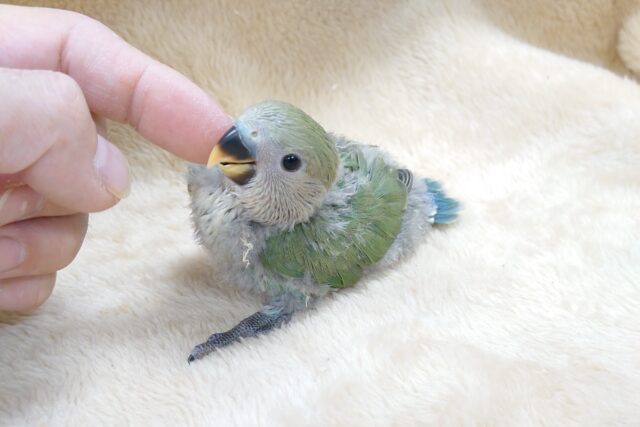 コザクラインコ（小桜インコ）