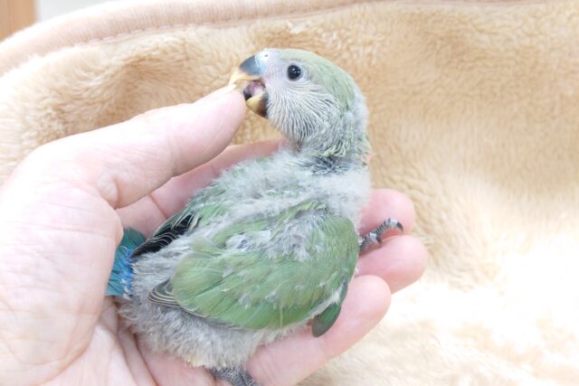 コザクラインコ（小桜インコ）