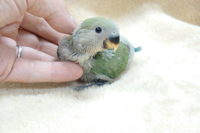 コザクラインコ（小桜インコ）