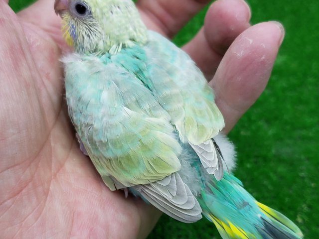 セキセイインコ