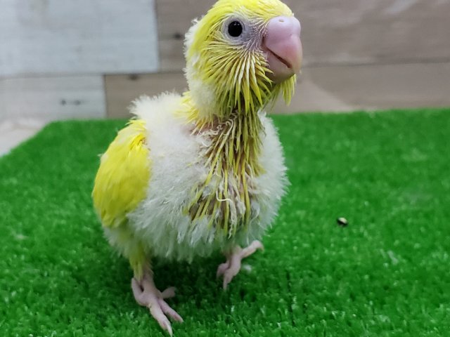 セキセイインコ