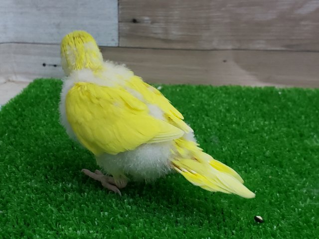 セキセイインコ