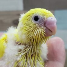 人気です！ダブルファクターセキセイインコ入荷しました
