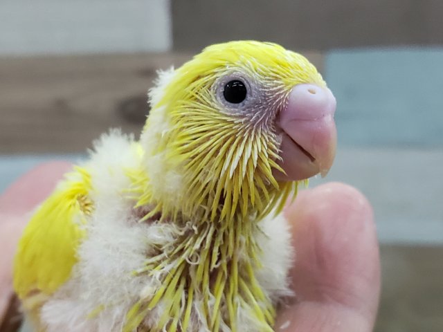 人気です！ダブルファクターセキセイインコ入荷しました